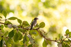 Vireo bellii