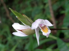 Bletilla formosana