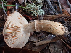 Tricholoma austrocolossus