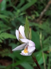 Bletilla formosana