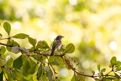 Vireo bellii