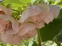 Dombeya burgessiae