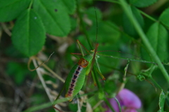 Leptophyes laticauda