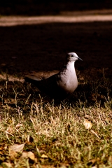 Streptopelia decaocto