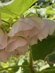 Dombeya burgessiae