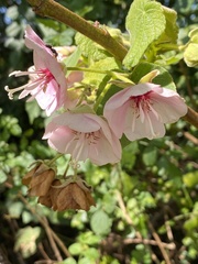 Dombeya burgessiae