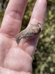 Hadoa chiricahua