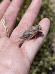 Hadoa chiricahua