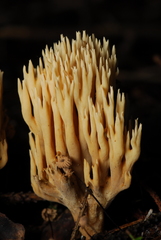 Phaeoclavulina eumorpha