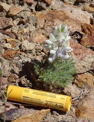 Lupinus malacophyllus