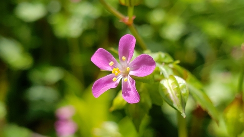 Shining Crane's-bill