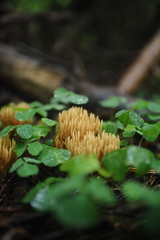 Phaeoclavulina eumorpha