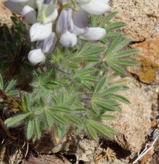 Lupinus malacophyllus