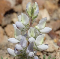 Lupinus malacophyllus