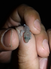 Phyllodactylus homolepidurus