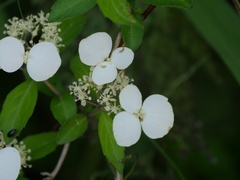 Hydrangea scandens