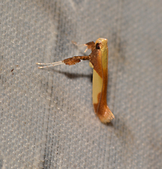 Caloptilia superbifrontella
