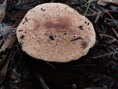 Tricholoma austrocolossus