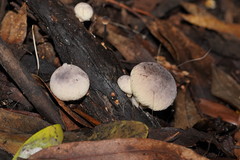 Lycoperdon subincarnatum