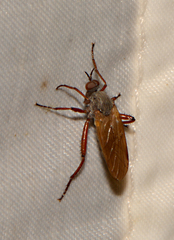 Empis spectabilis