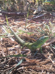 Lacerta agilis grusinica
