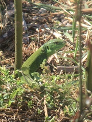 Lacerta agilis grusinica