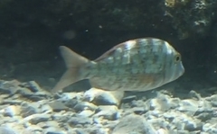 Lethrinus obsoletus