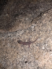 Phyllodactylus homolepidurus