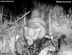 Meles leucurus