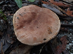 Tricholoma austrocolossus