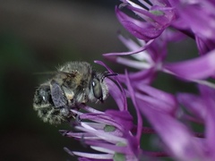 Anthophora quadrimaculata