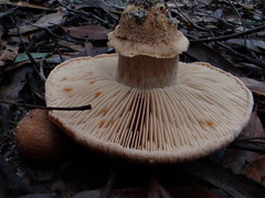 Tricholoma austrocolossus