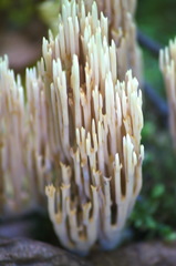 Ramaria apiculata