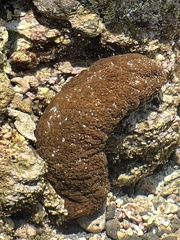Actinopyga