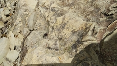 Rhynocoris annulatus