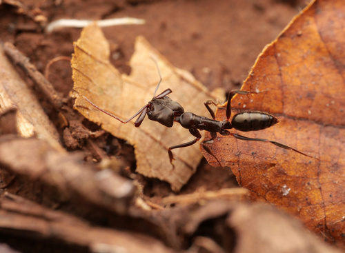 Common Oriental Trap-jaw Ant