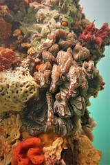 Aplidium opacum