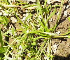 Limosella acaulis