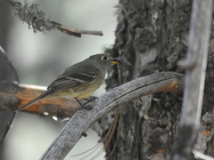 Empidonax affinis