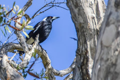Gymnorhina tibicen