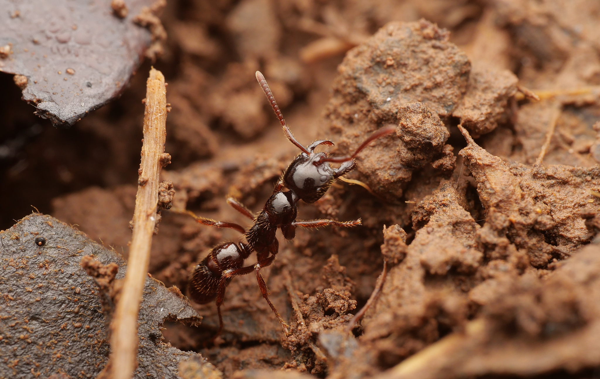 Leptogenys breviceps
