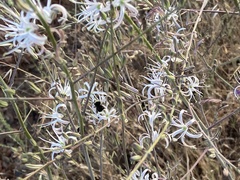 Chlorogalum pomeridianum