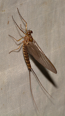 Siphlonuridae