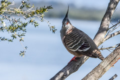 Ocyphaps lophotes