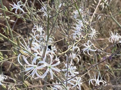 Chlorogalum pomeridianum