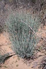 Hermbstaedtia glauca