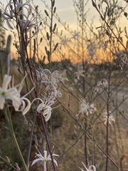 Chlorogalum pomeridianum