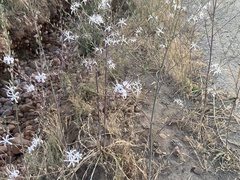 Chlorogalum pomeridianum