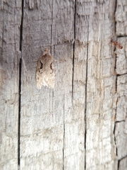 Semioscopis steinkellneriana