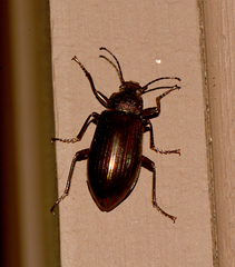 Tarpela micans
